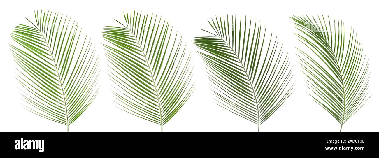 Green coconut palm leaves isolated on white, set Stock Photo