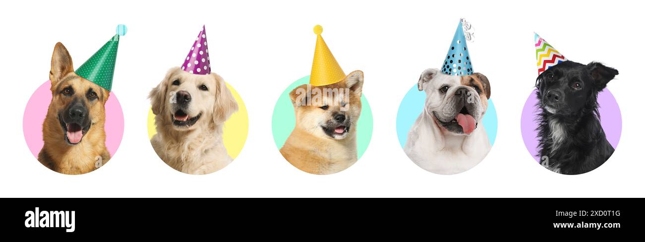 Cute birthday dogs in party hats on white background, collage of ...