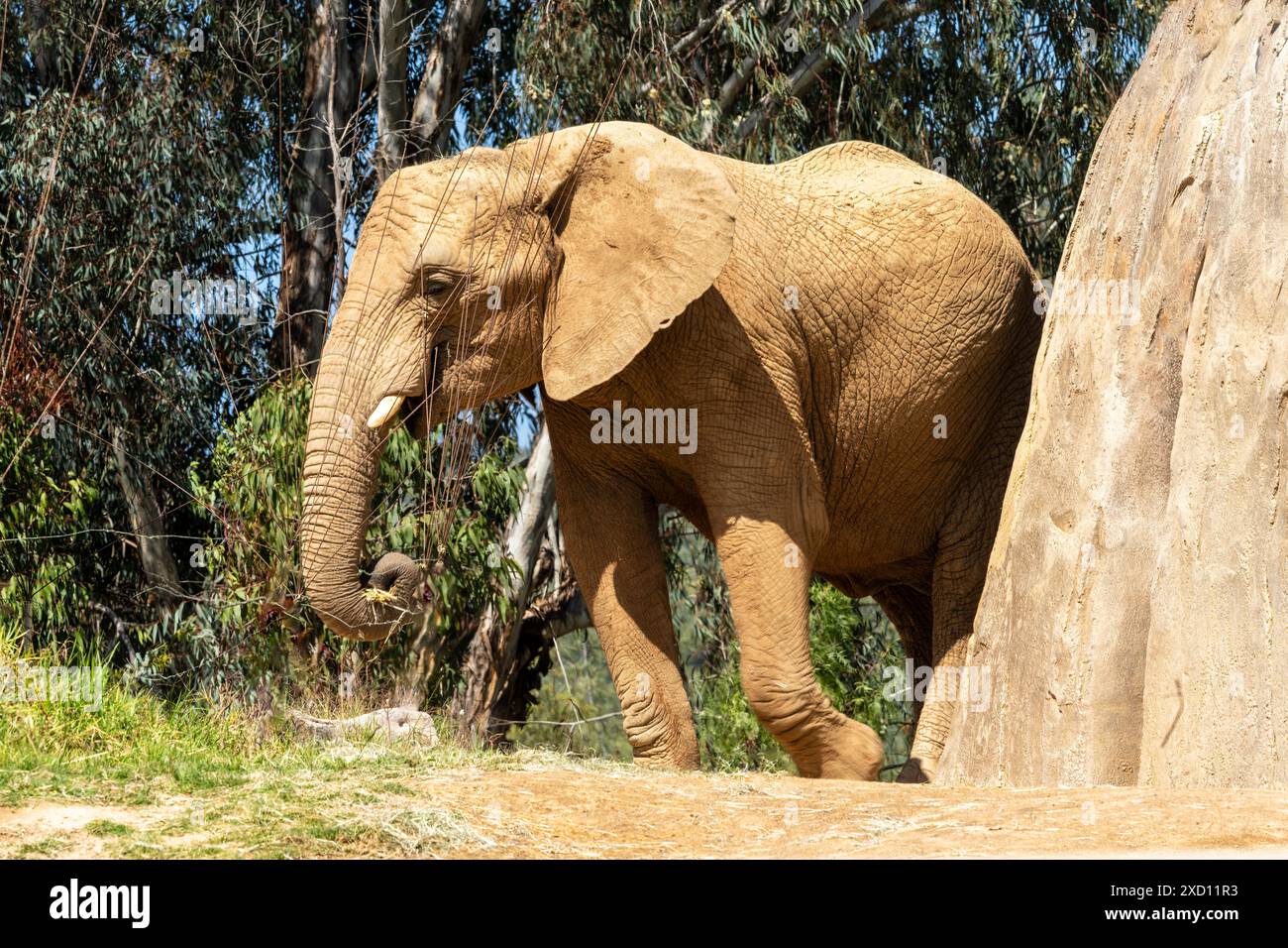 African elephant walking in a jungle setting Stock Photo