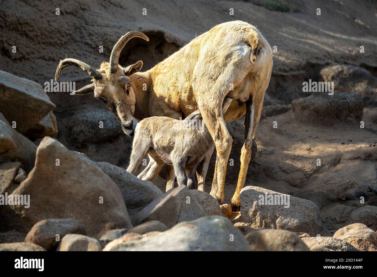 Mother mountain goat nursing kid among rocky cliff Stock Photo - Alamy