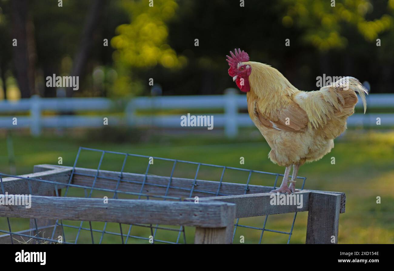 Free ranging buff Orpington chicken rooster on a livestock feeder and white fence behind on an organic farm near Raeford North Carolina. Stock Photo