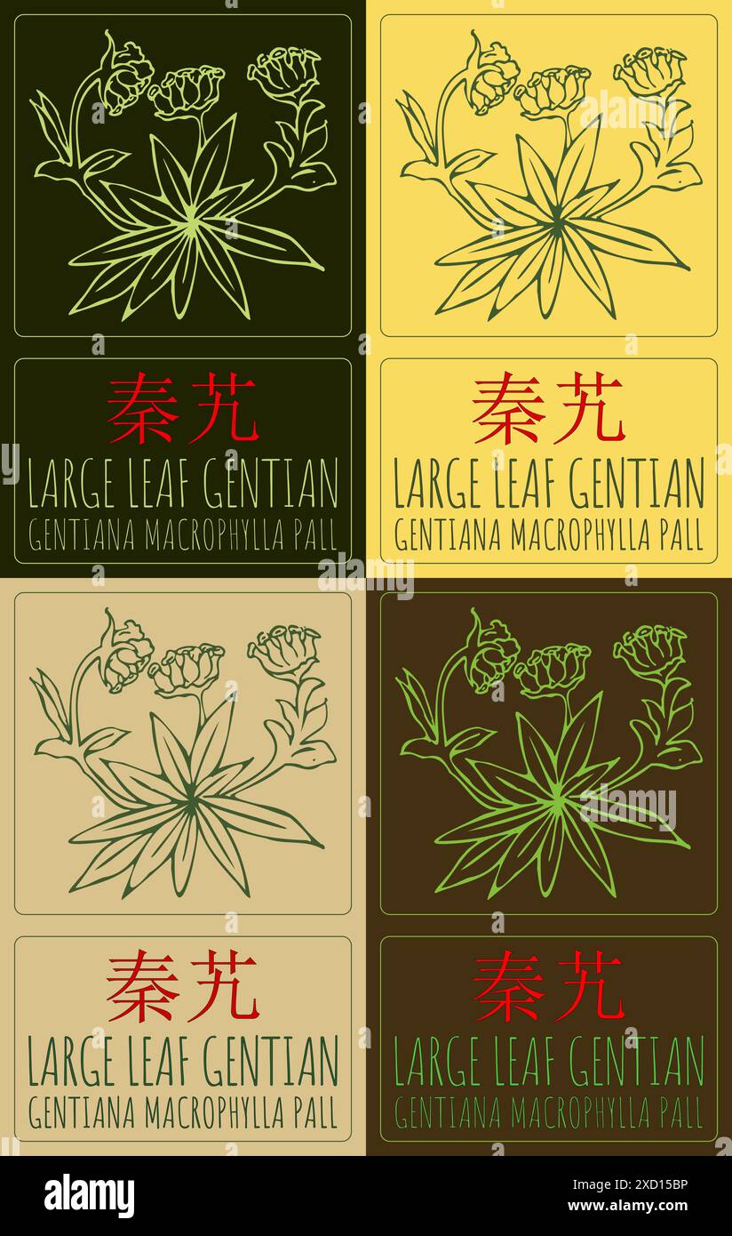 Set of vector drawing LARGE LEAF GENTIAN in Chinese in various colors ...