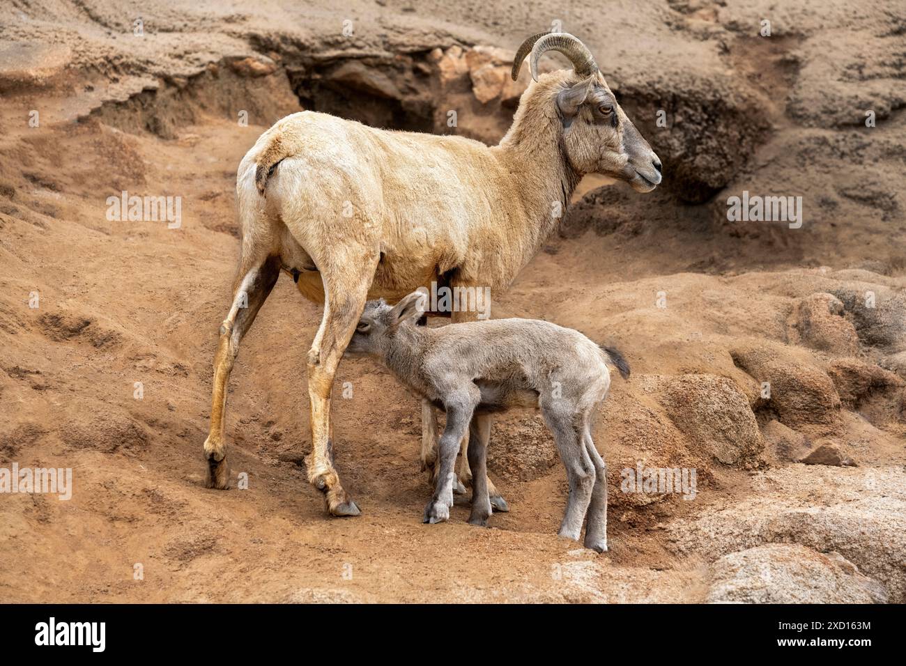 Mother mountain goat and baby kid standing on a rocky cliff Stock Photo ...
