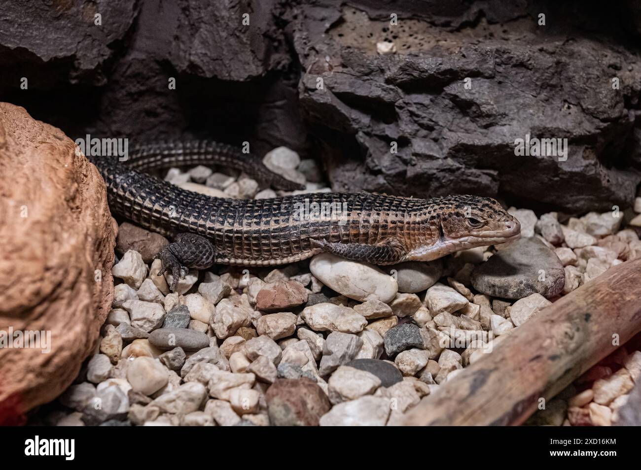 A lizard sunbathing amongst the rocks Stock Photo - Alamy