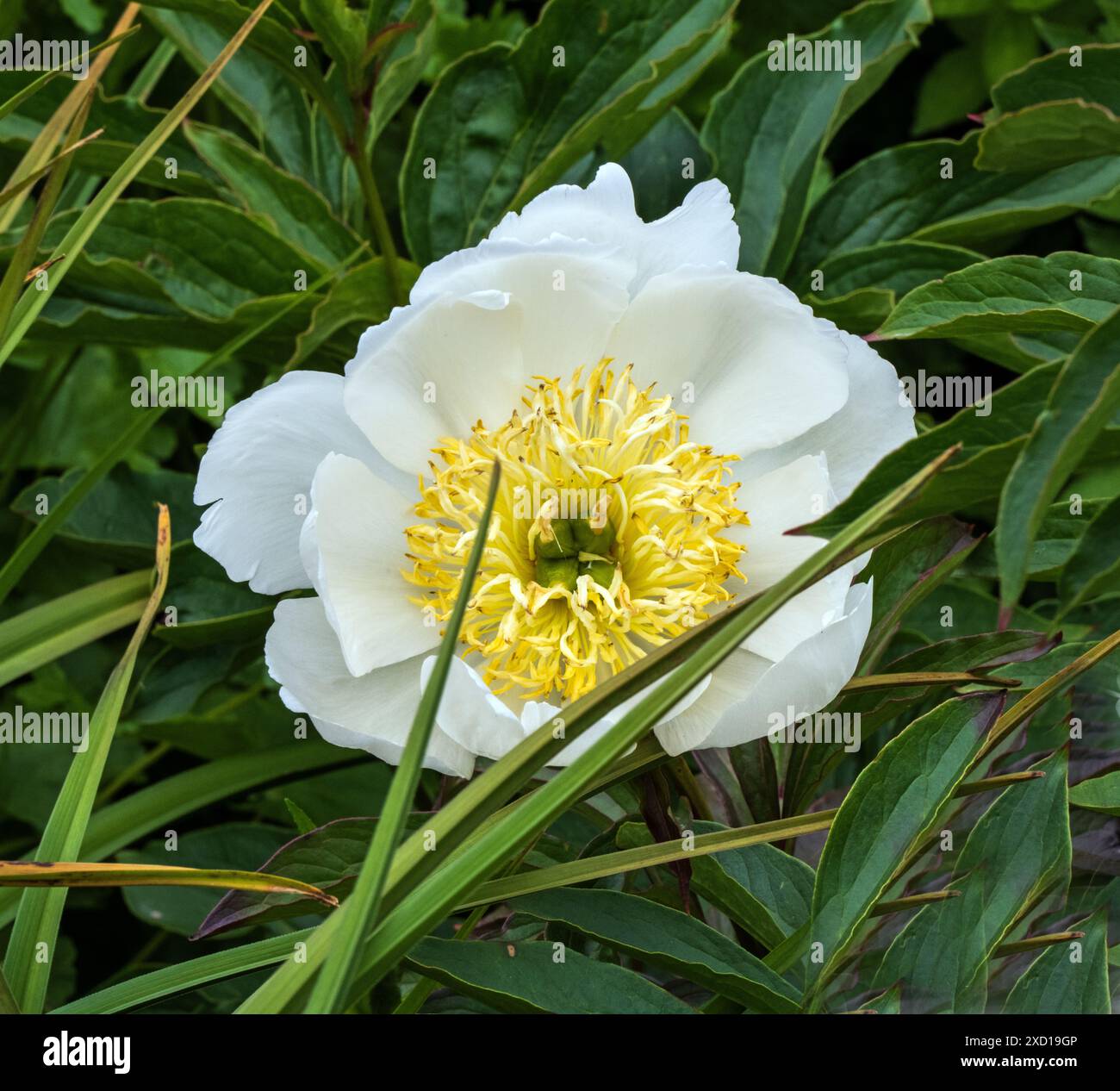 【Paeonia lactiflora 様】DR.VRANGES ドットール・ヴ Paeonia lactiflora 様】DR.VRANGES ドットール・ヴ （Paeonia