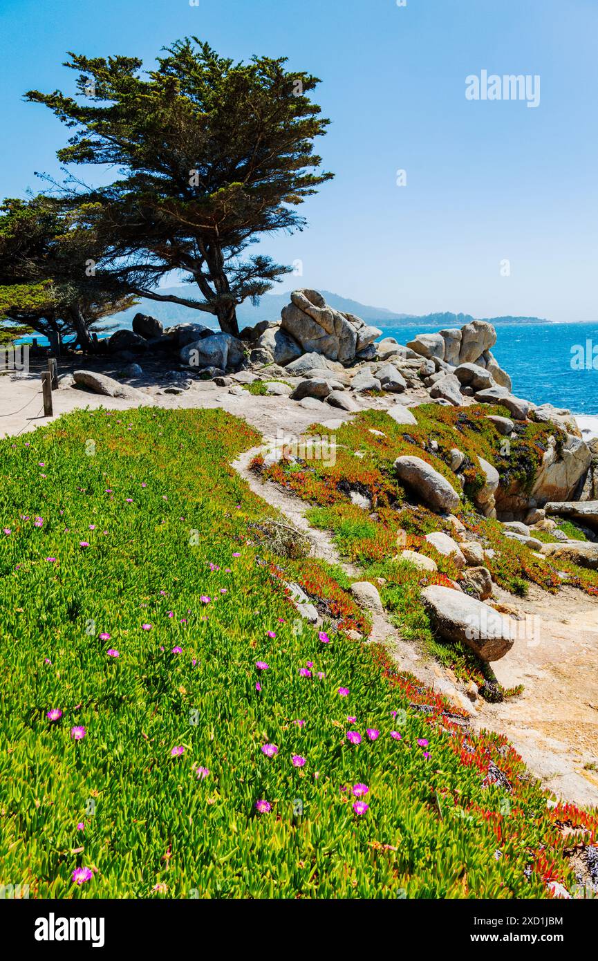 Purple Carpobrotus chilensis wildflower; sea fig; Cypress Tree; Pescadero Point; Monterey Peninsula; California; USA Stock Photo