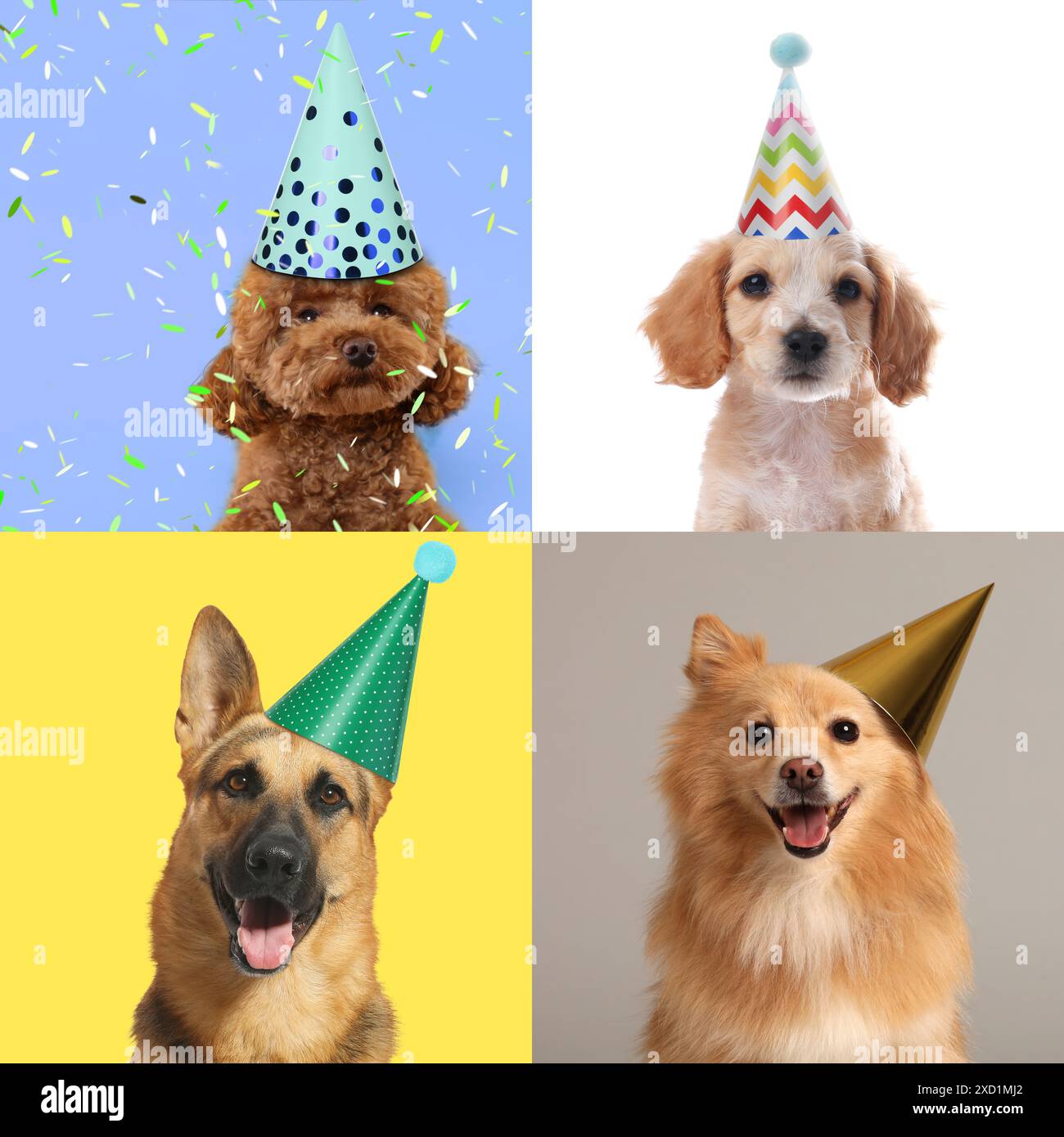 Cute birthday dogs in party hats on different color backgrounds