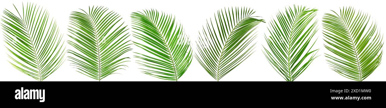 Green coconut palm leaves isolated on white, set Stock Photo