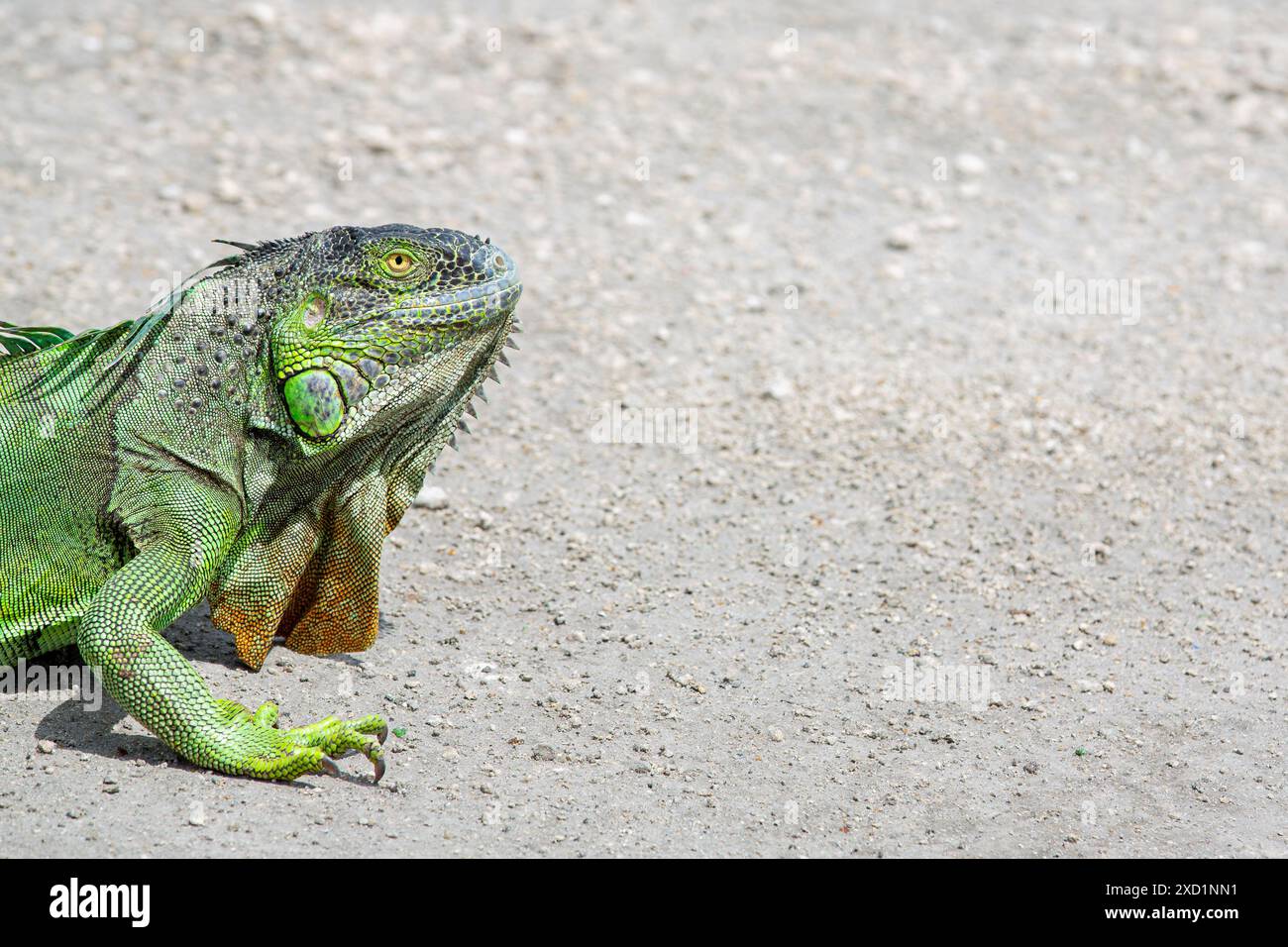 selective focus on iguana with blurry background that can be used as copy space Stock Photo