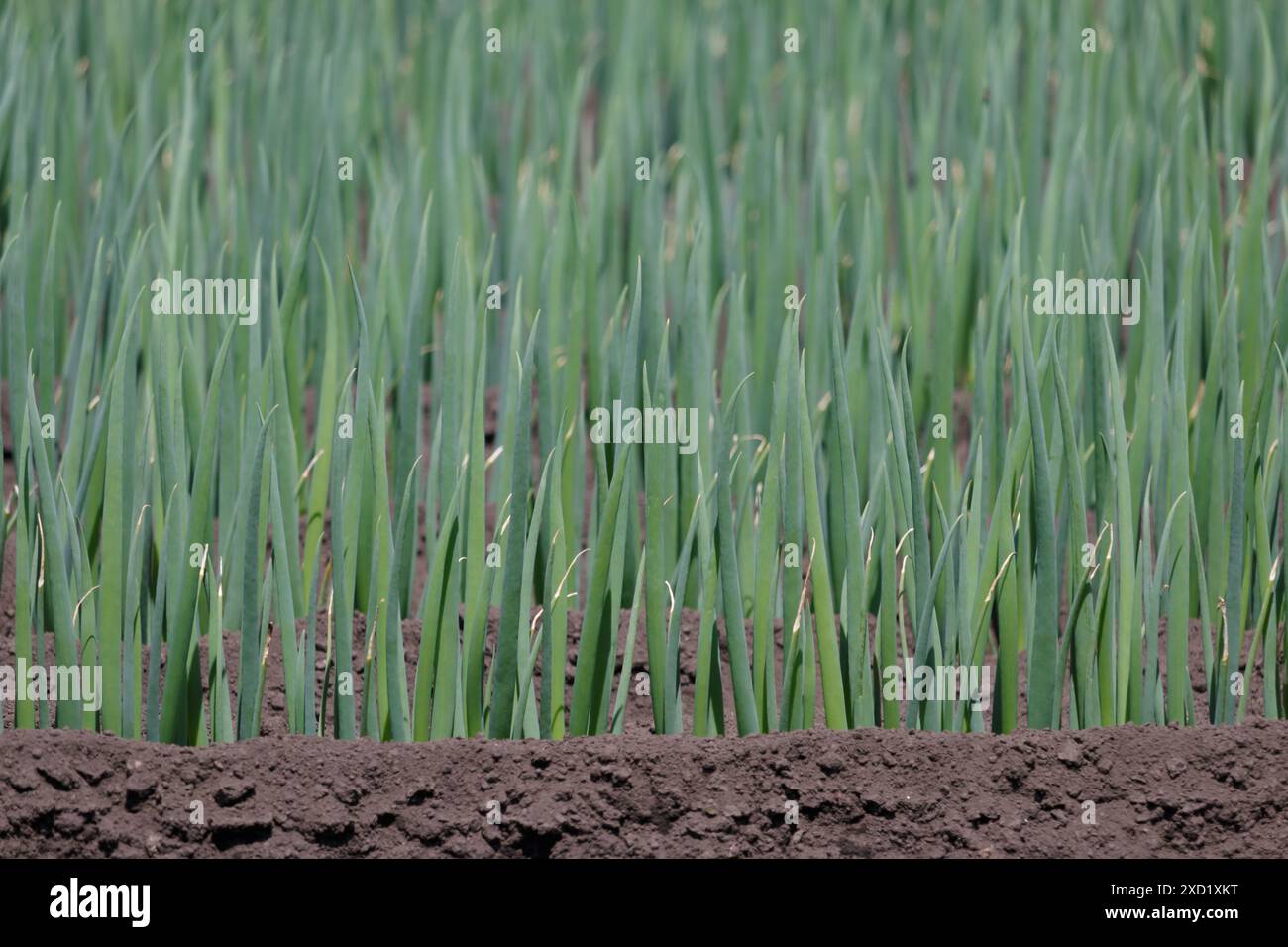 Green onion growing in hi-res stock photography and images - Alamy