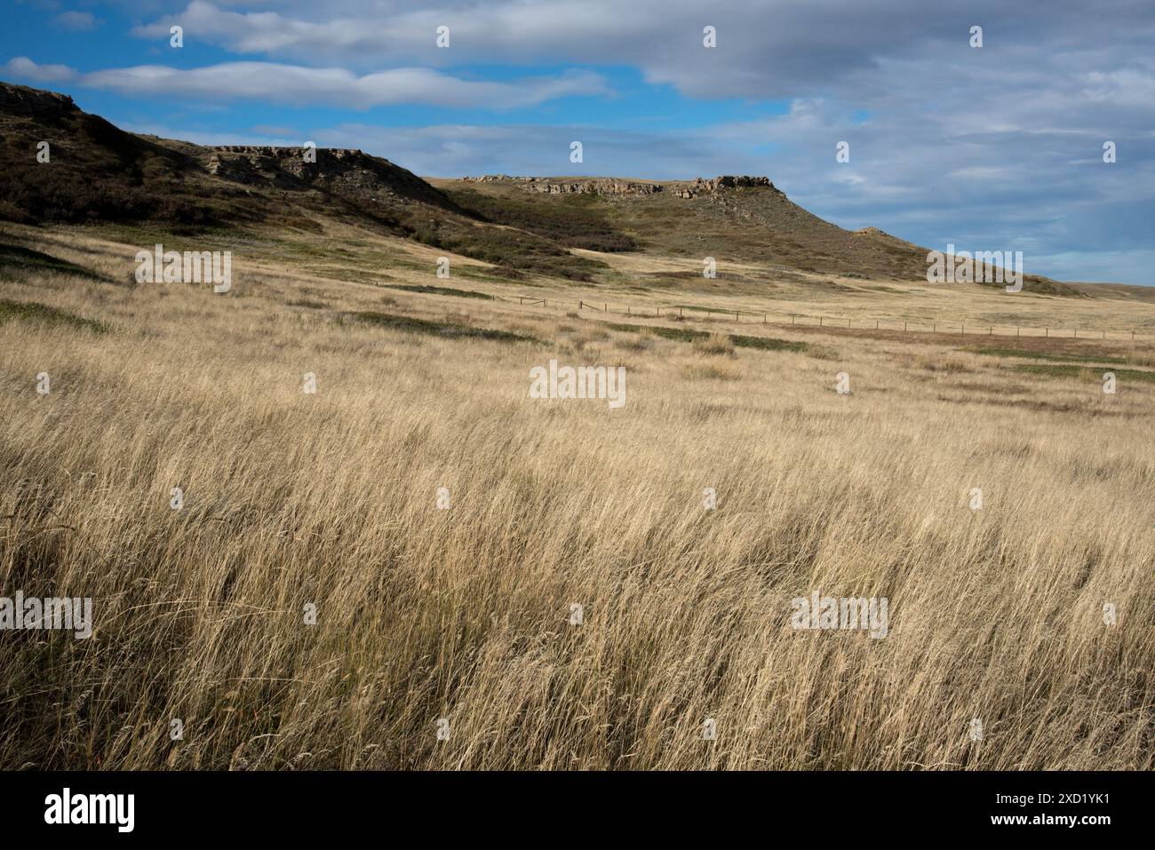 Head-Smashed-In Buffalo Jump is a World Heritage Site in Alberta in Canada where indigenous people drove bison over cliffs for mass hunting. Stock Photo