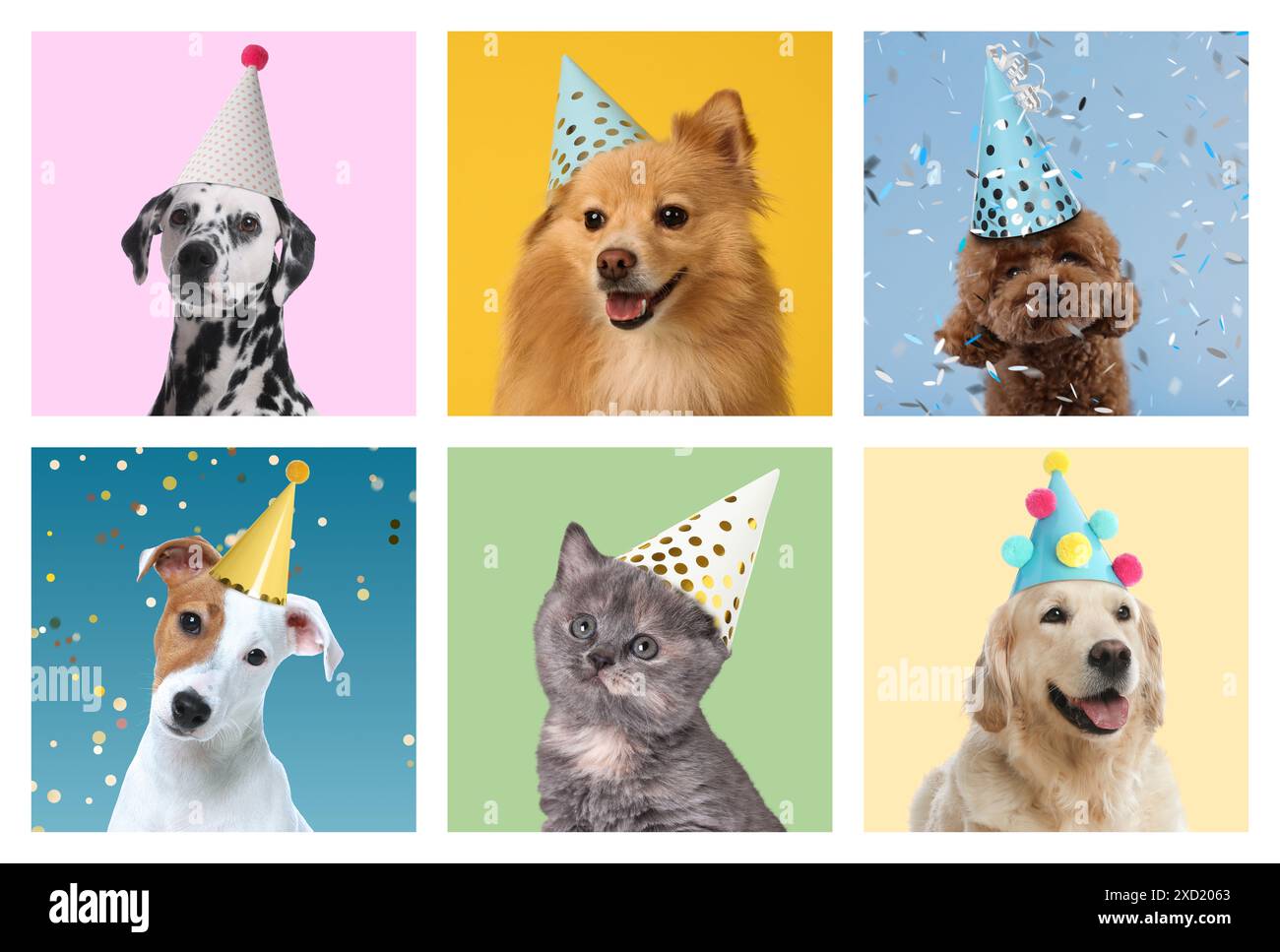 Adorable birthday cat and dogs in party hats on different color ...