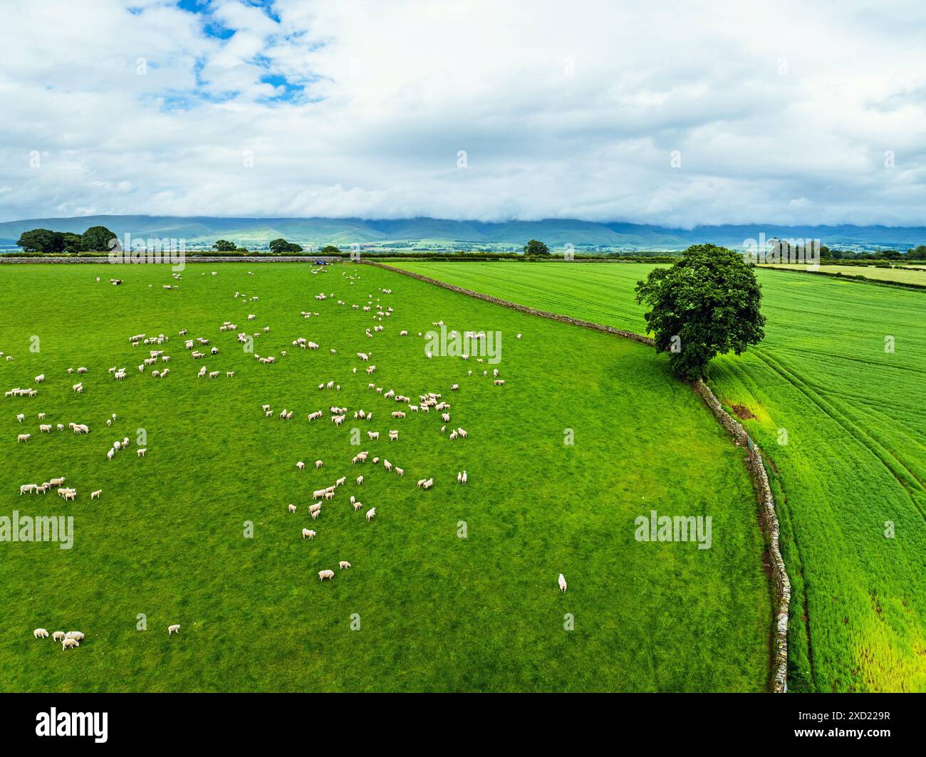 Farms and Fields over River Eden and River Eamont from a drone, Cumbria, England Stock Photo