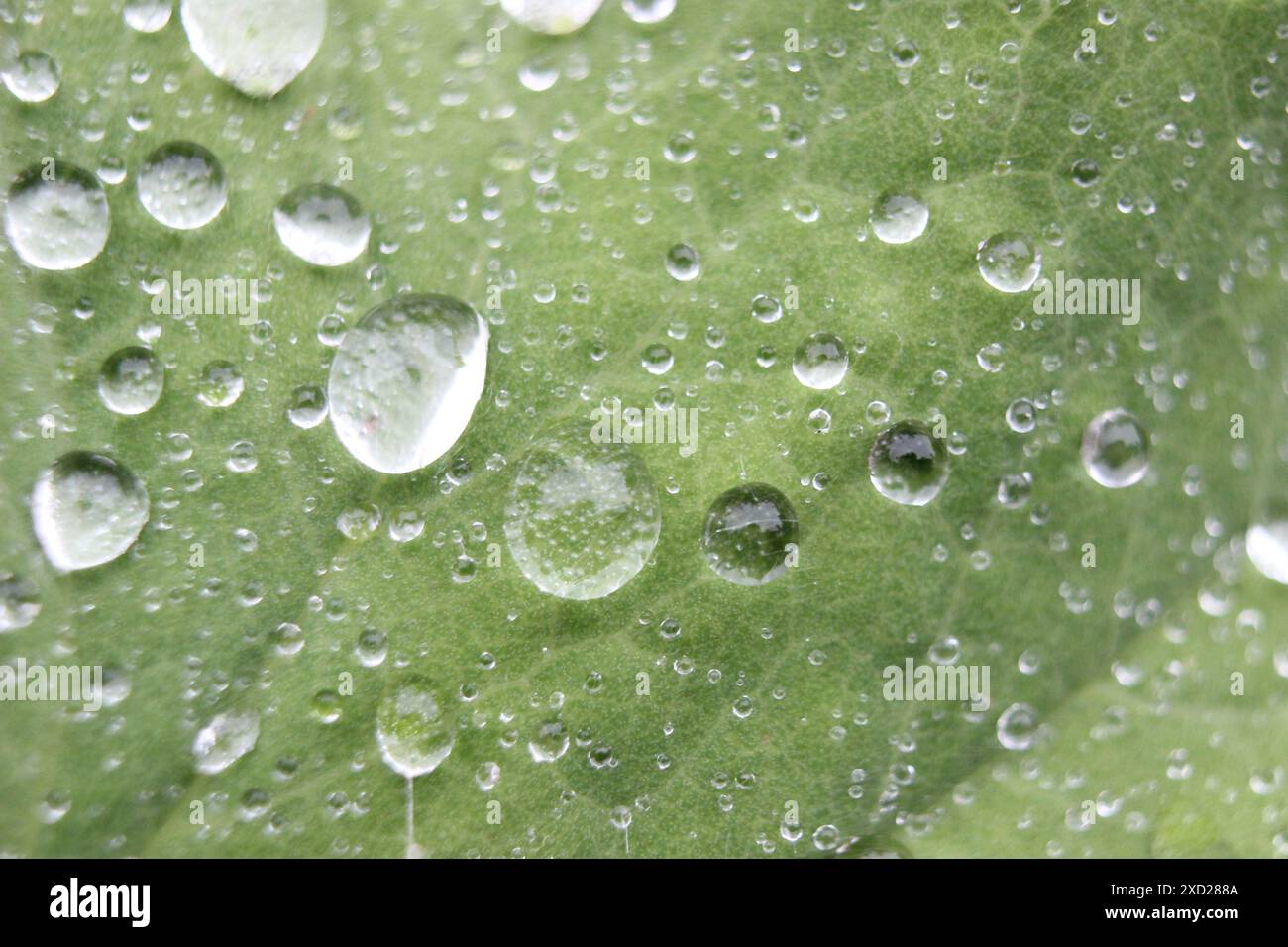 Macro photo of a water droplet hi-res stock photography and images - Alamy