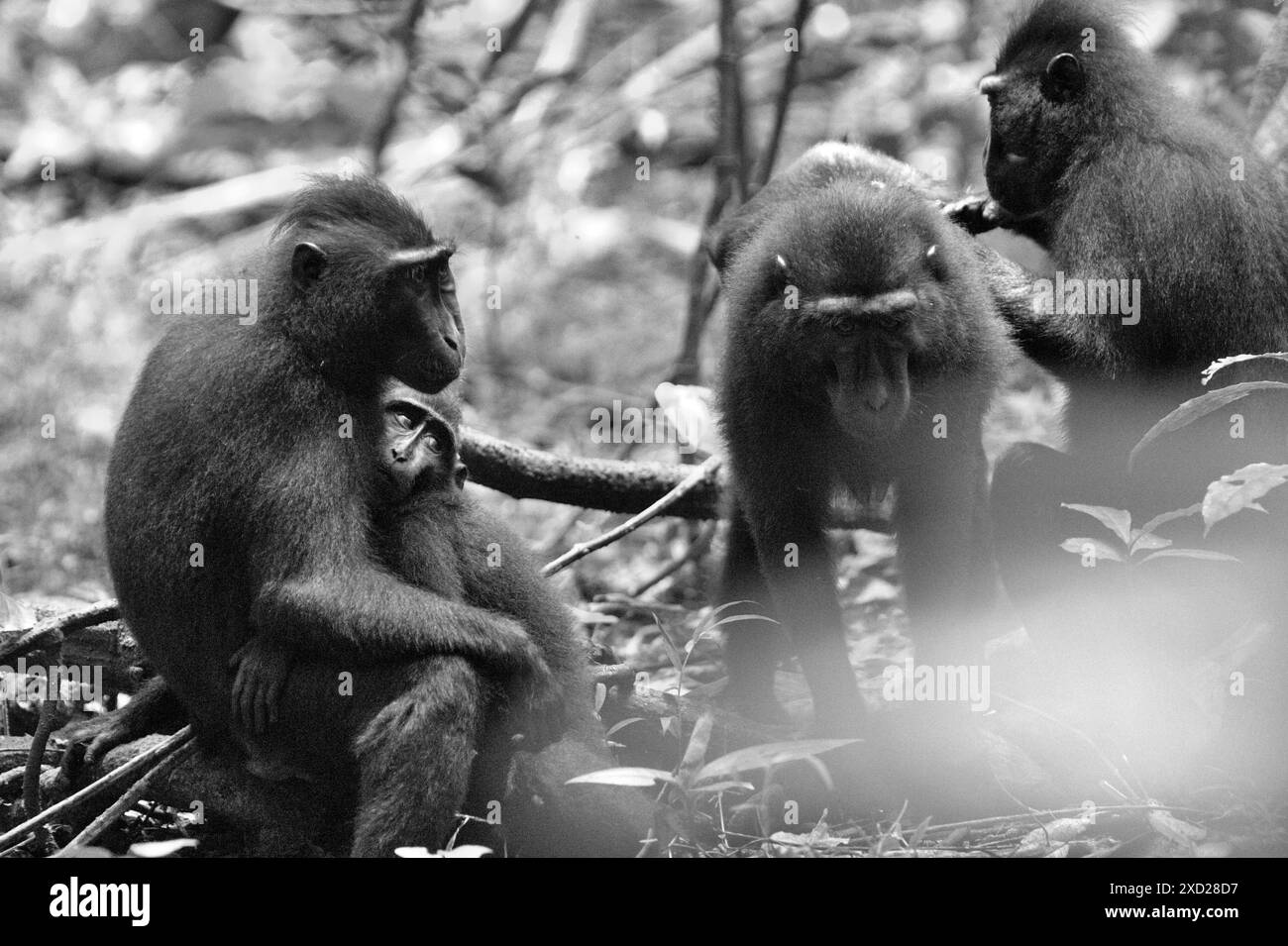 Sulawesi black-crested macaques (Macaca nigra) in Tangkoko Nature Reserve, North Sulawesi, Indonesia. Stock Photo