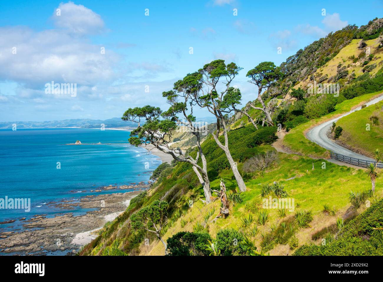 Mangawhai cliff walk hi-res stock photography and images - Alamy