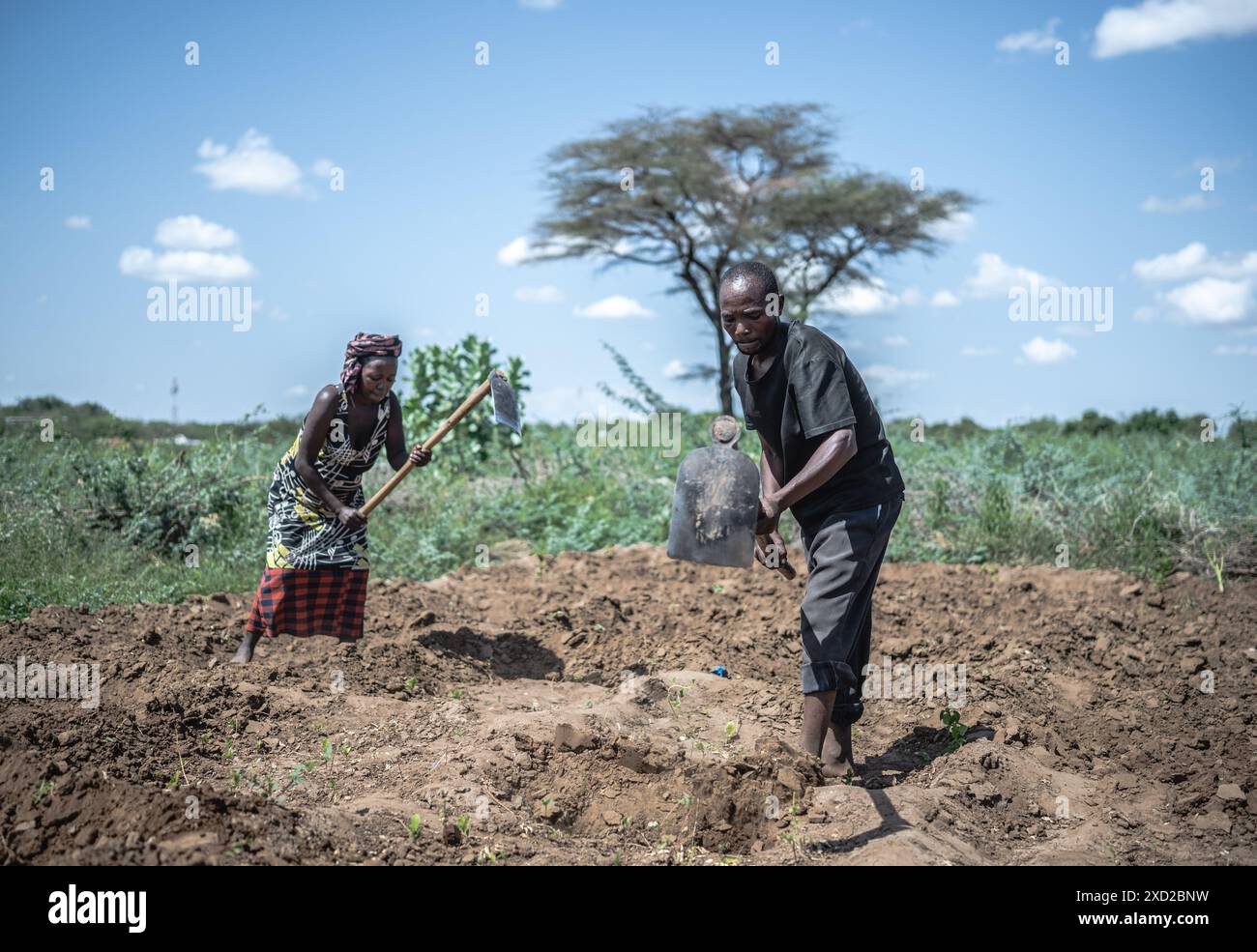 (240620) -- TURKANA, June 20, 2024 (Xinhua) -- Farmers plow at the Choro Farm in Kakuma refugee camp in Turkana, Kenya, June 19, 2024. Kakuma Refugee Camp is the country's second-largest camp, hosting about 288,000 refugees from nine countries, including South Sudan, Ethiopia, Burundi, and the Democratic Republic of the Congo (DRC). Due to the impact of extreme weather throughout years, the agriculture and economy of the area remain underdeveloped. To boost food security in Kakuma refugee camp and the Turkana tribe, and to promote the integration of refugees into the local community, the Stock Photo