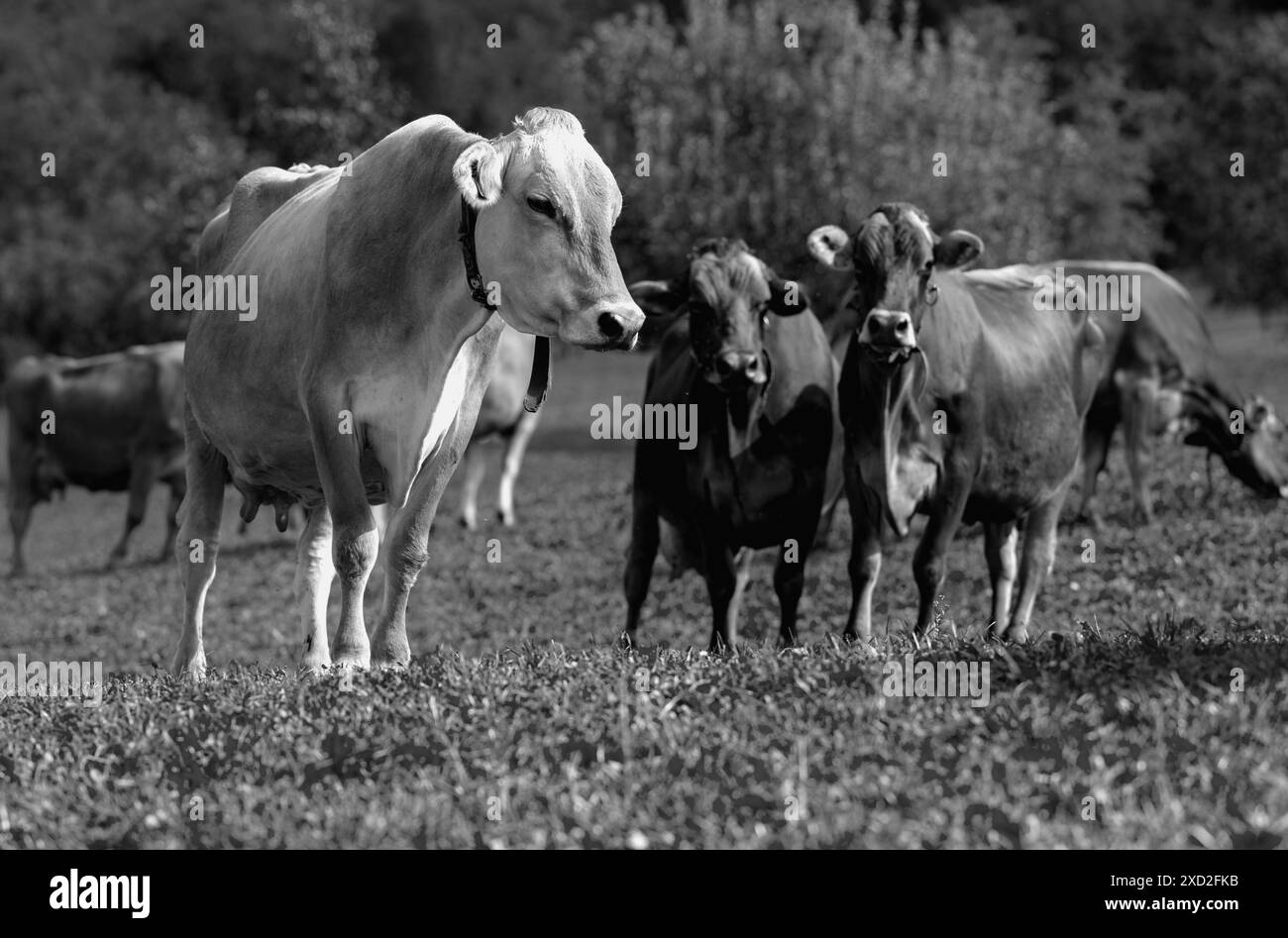 Cows are grazing on a summer day on a meadow in Switzerland. Cows