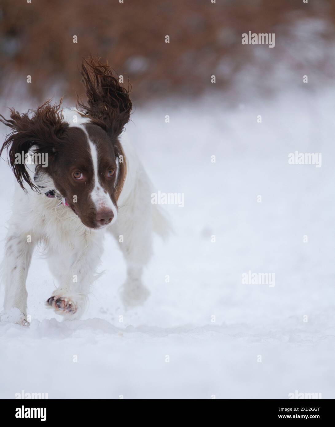 Young, energetic Springer Spaniel runs through the snow. Stock Photo