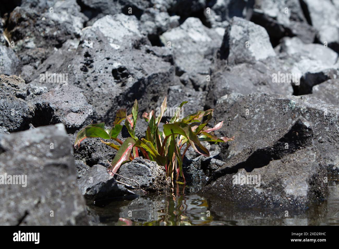 Plant growing between rocks Stock Photo Alamy