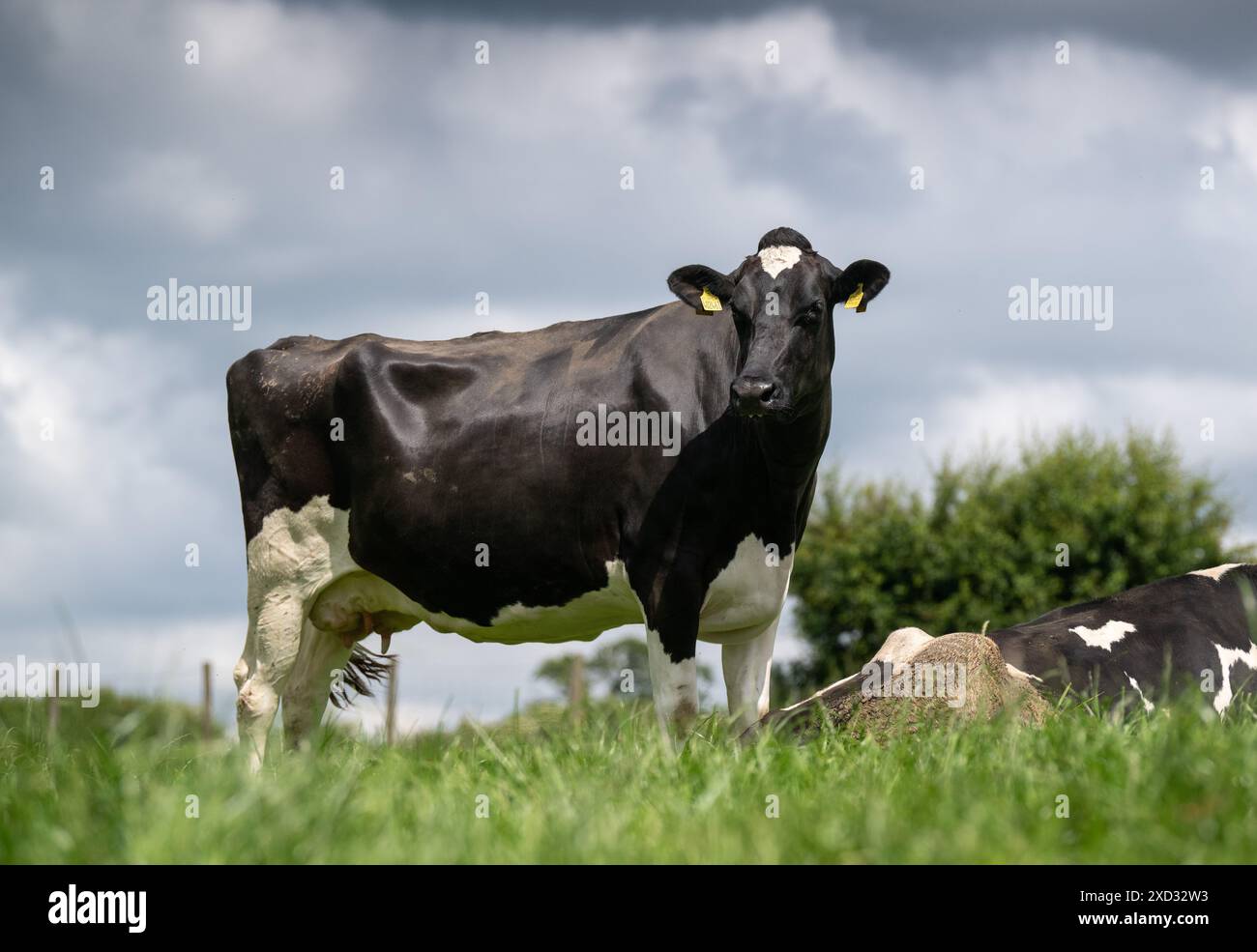 Farm animals holstein cow hi-res stock photography and images - Alamy