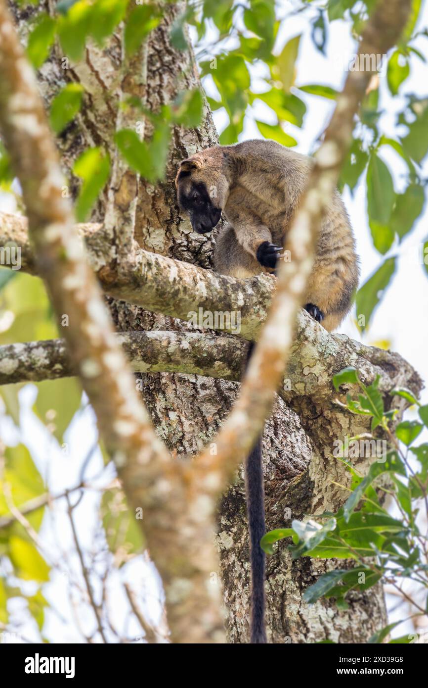 Lumholtz tree hi-res stock photography and images - Alamy