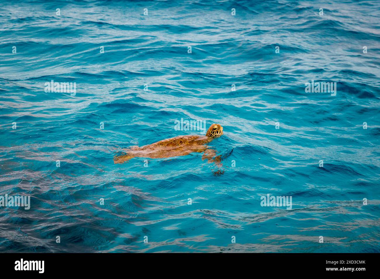Green Sea Turtle Swimming in Ocean in Great Barrier Reef, Queensland, Australia. Stock Photo