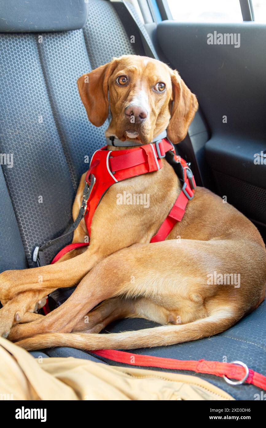 Wearing red harness and leash hi-res stock photography and images - Alamy