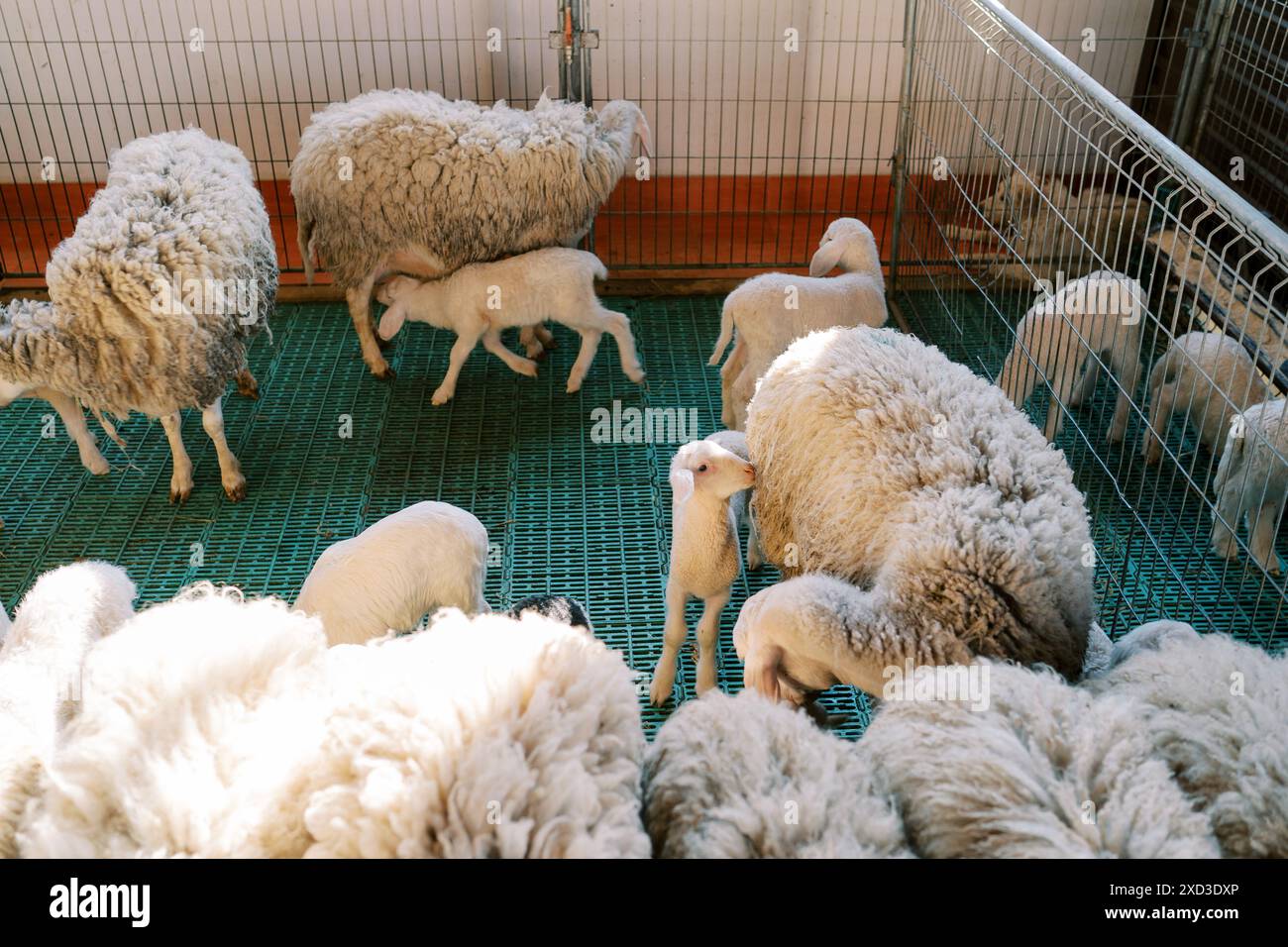 White lambs stand near mothers sheep in a pen on a farm Stock Photo - Alamy