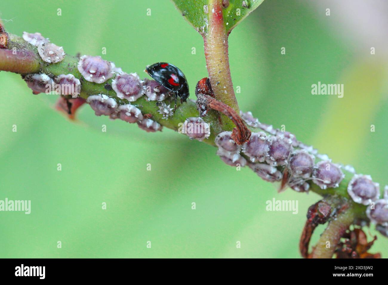 Fig wax scale Ceroplastes rusci on  bay laurel (Laurus nobilis) shrub and their natural enemy the ladybird Exochomus quadripustulatus. Stock Photo