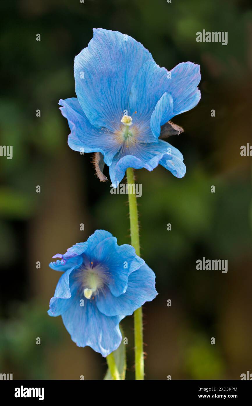 Plants blue himalayan poppy meconopsis hi-res stock photography and ...