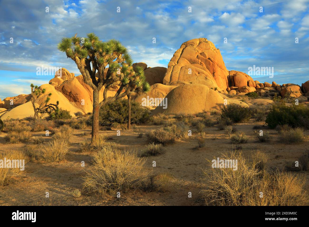 geography / travel, USA, California, Jehoshua Tree national Park, ADDITIONAL-RIGHTS-CLEARANCE-INFO-NOT-AVAILABLE Stock Photo