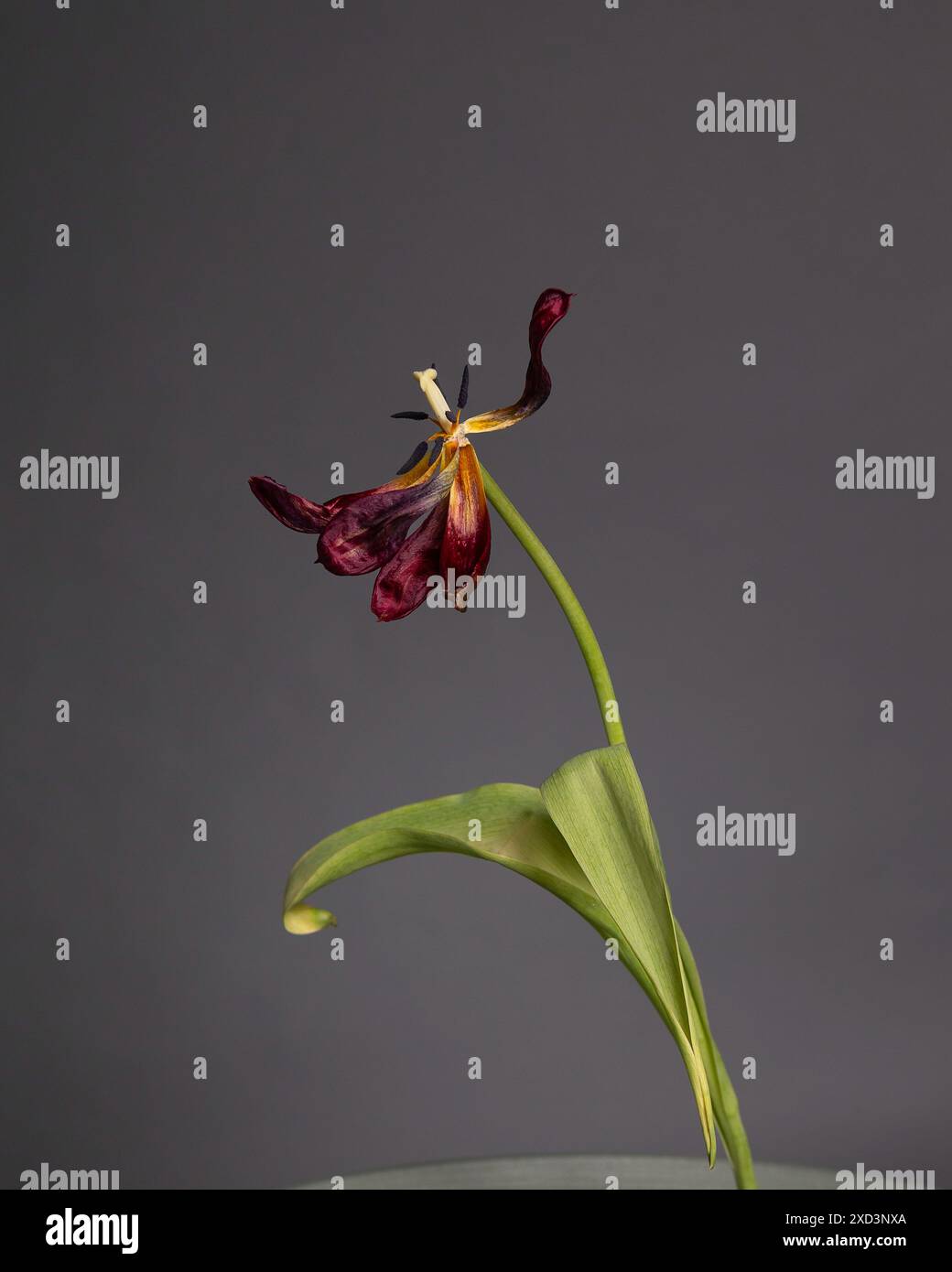 Ecayed Flower Decayed petals hi-res stock photography and images - Alamy