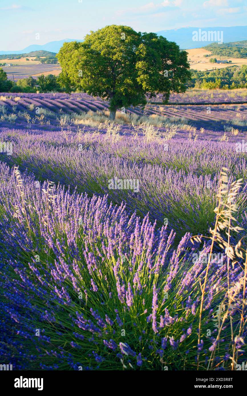botany, Lavender fields, France, Provence, ADDITIONAL-RIGHTS-CLEARANCE-INFO-NOT-AVAILABLE Stock Photo