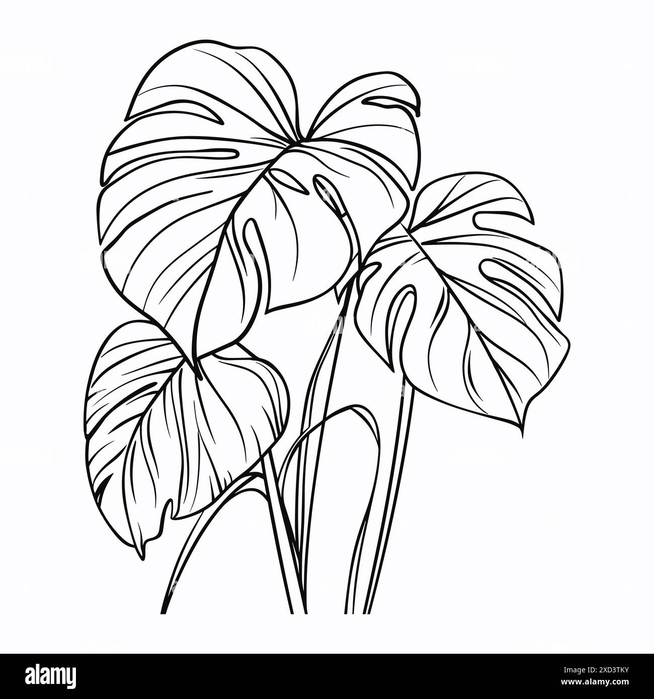 spider plant runners Spider Plant (Chlorophytum 'Reverse')