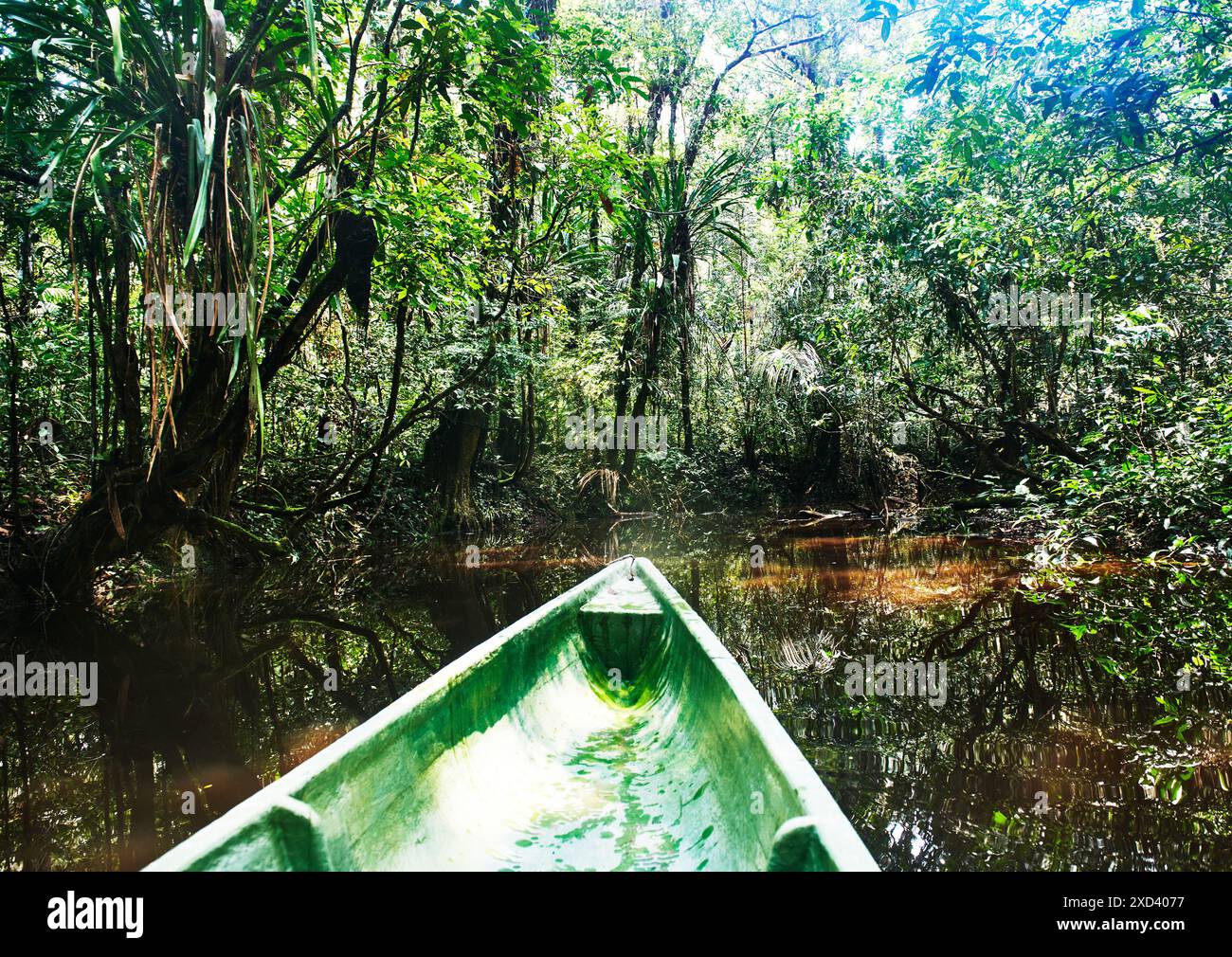 Wooden canoe traveling through the rivers of Cuyabeno wildlife reserve ...