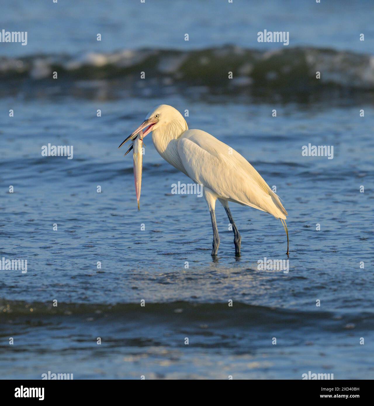 Reddish egret (Egretta rufescens), white morph, hunting in shallow ...