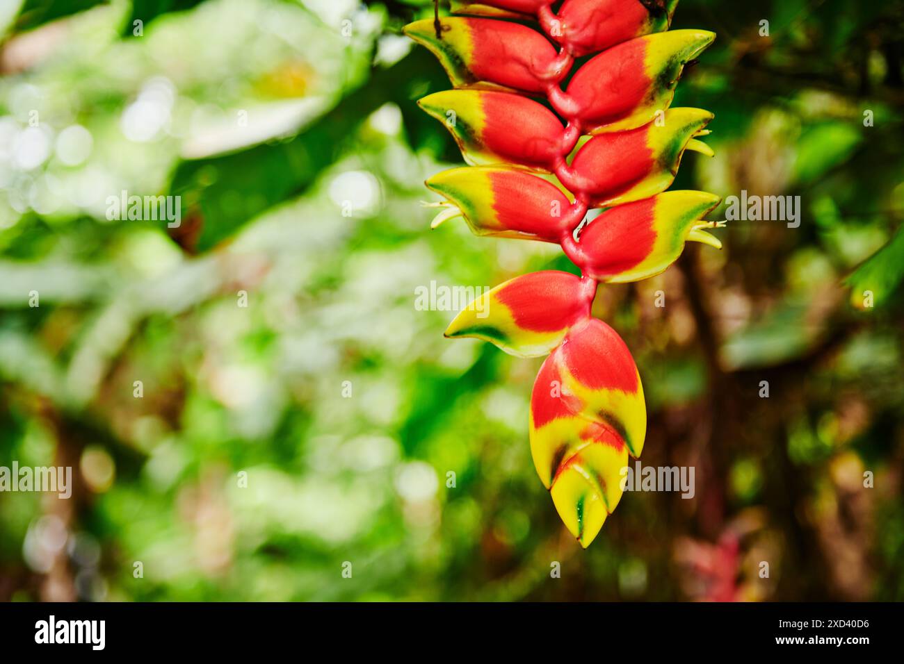 Hanging Lobster claw Heliconia in the Cuyabeno wildlife reserve, Amazon