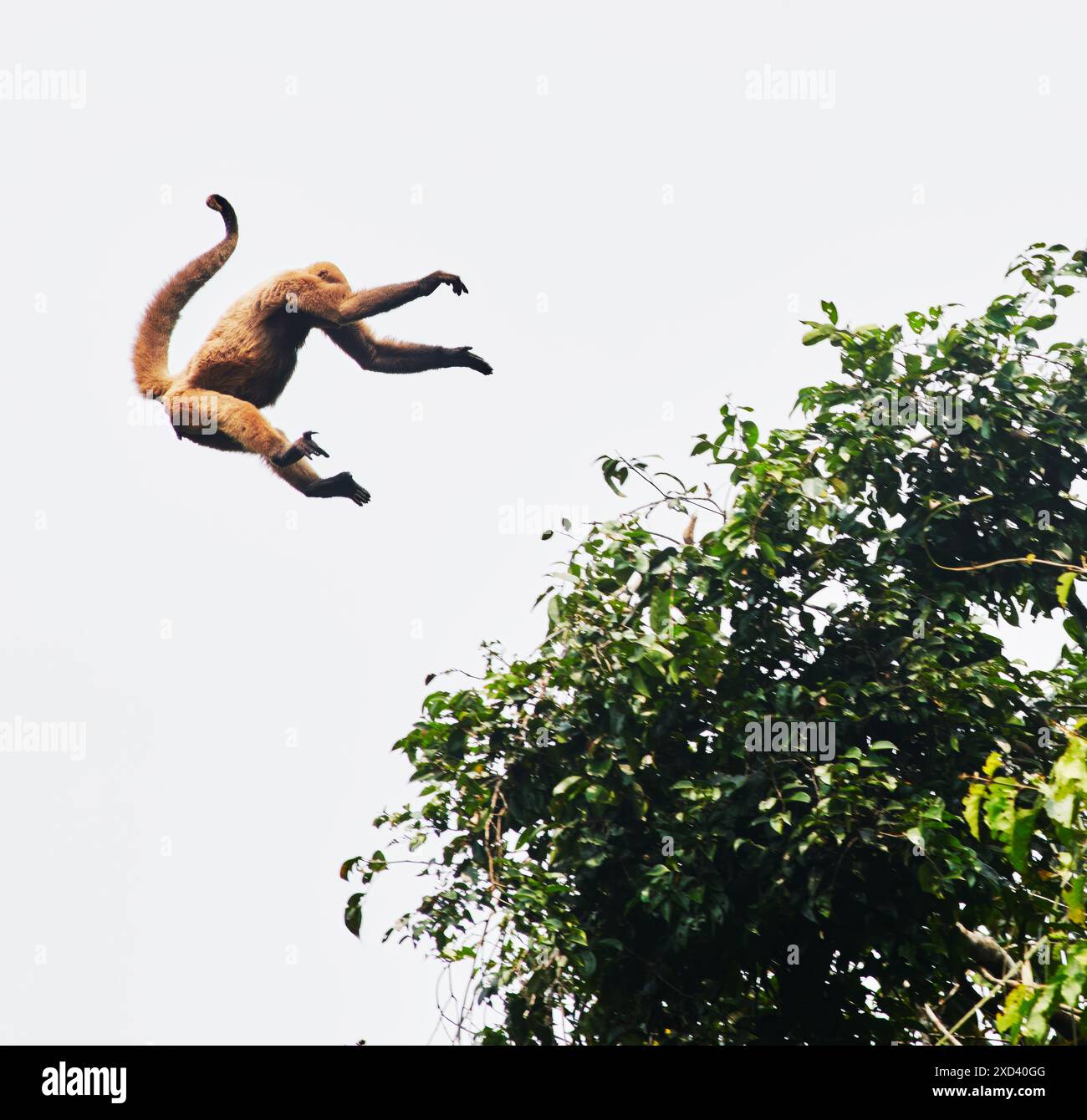 Woolly monkey jumping from tree to tree in the Cuyabeno wildlife