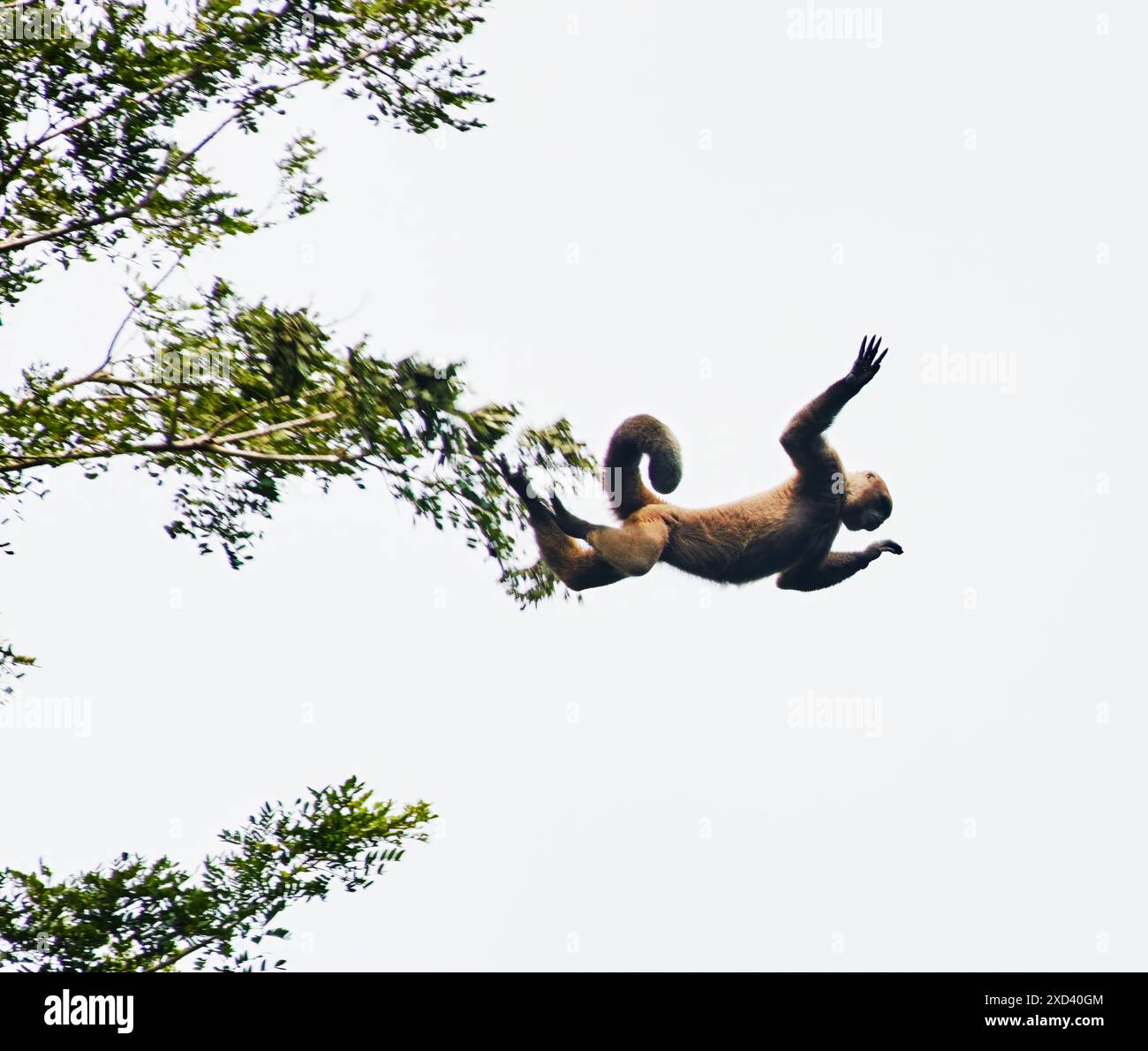 Woolly monkey jumping from tree to tree in the Cuyabeno wildlife