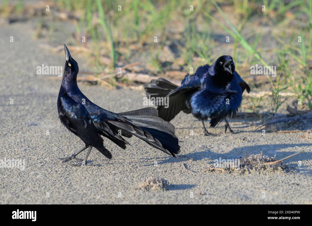 Great-tailed grackle (Quiscalus mexicanus) males displaying and calling at the lek at ocean beach, Galveston, Texas, USA. Stock Photo