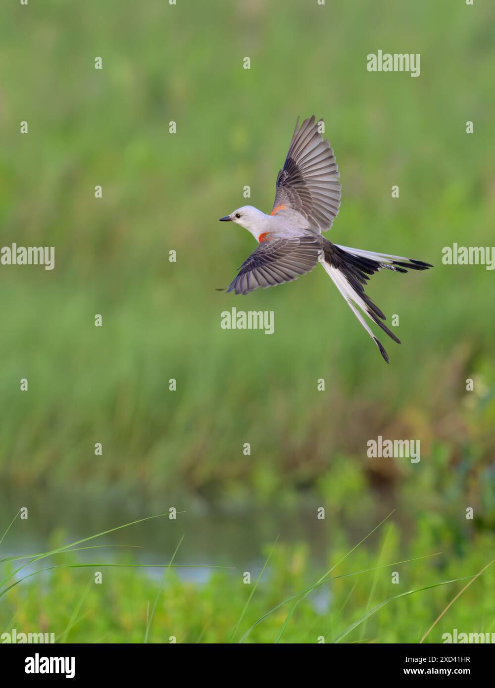 Scissor-tailed flycatcher (Tyrannus forficatus) hunting over the ...