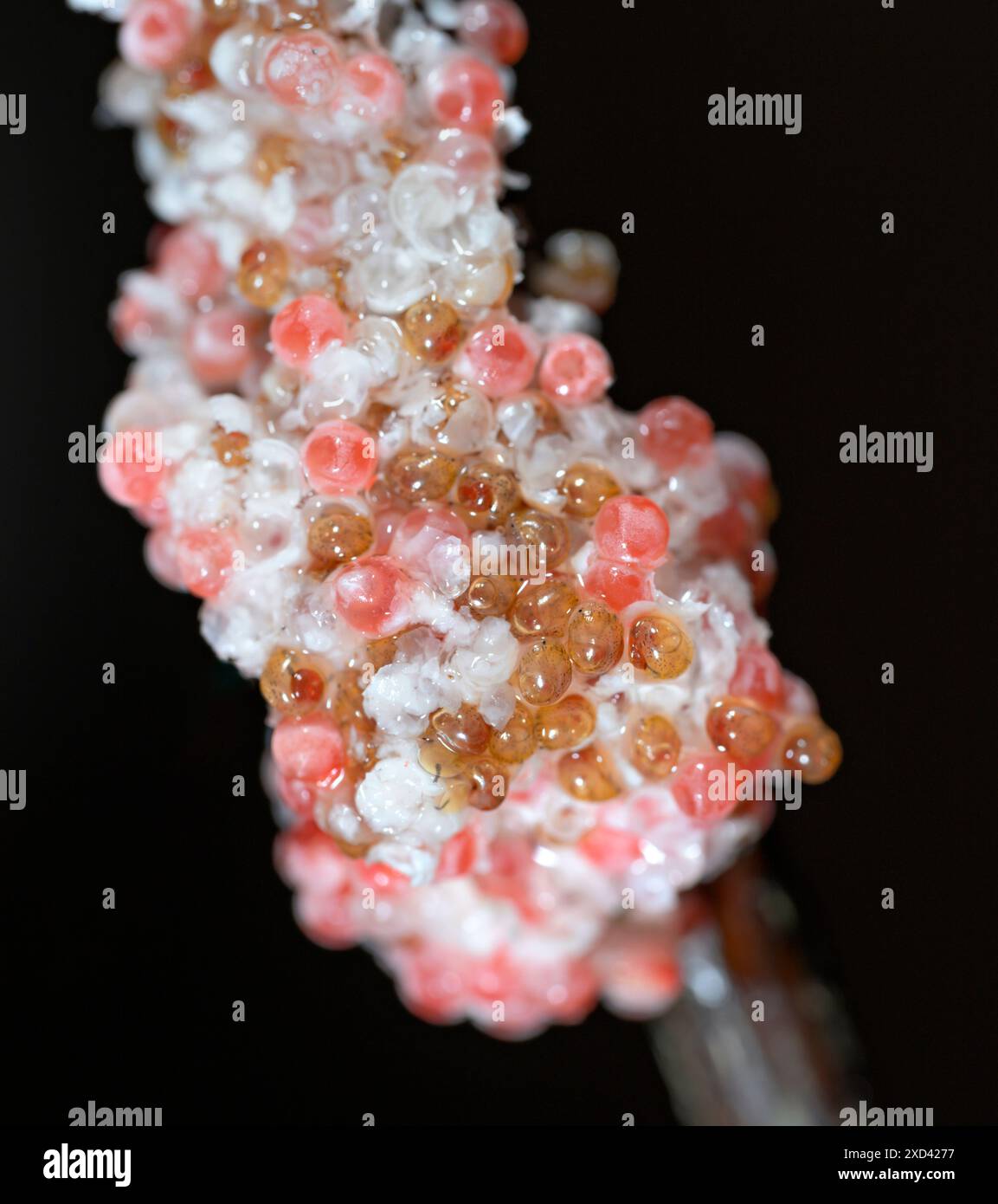 Apple snails (Pomacea maculata) hatching from eggs, Houston area, Texas, USA. Stock Photo