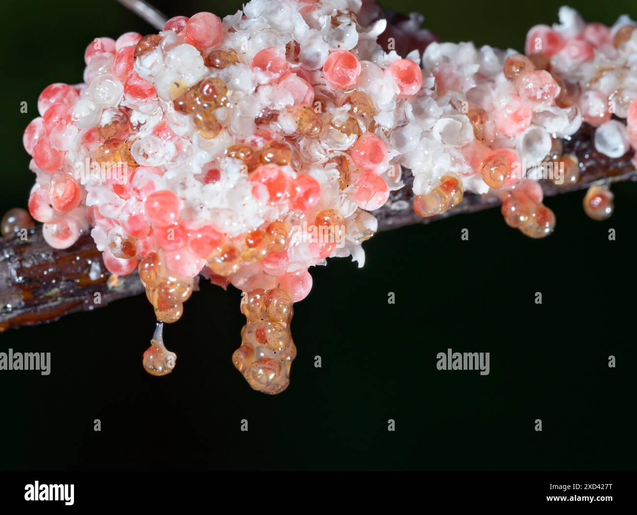 Apple snails (Pomacea maculata) hatching from eggs and dropping from