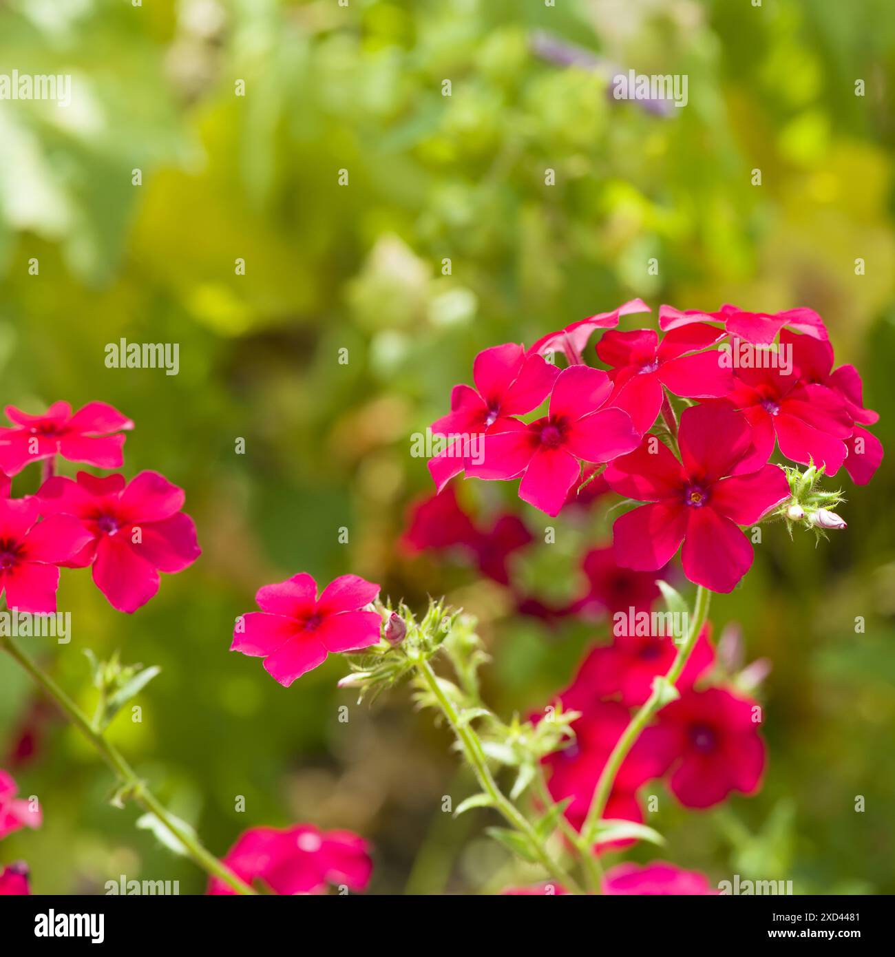 Beautiful pink phlox flowers in the garden Stock Photo - Alamy