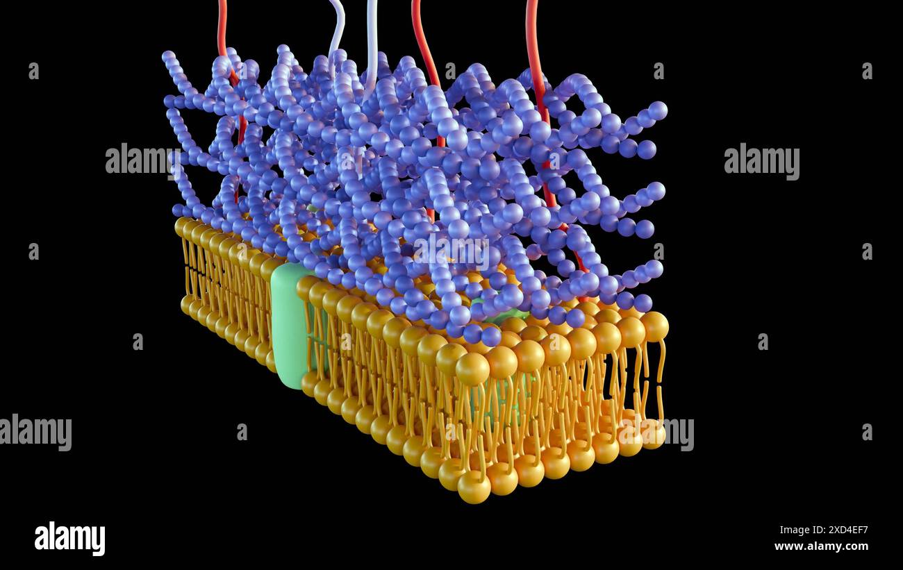 3d rendering of Gram positive bacteria have a thick peptidoglycan layer and no outer lipid membrane Stock Photo