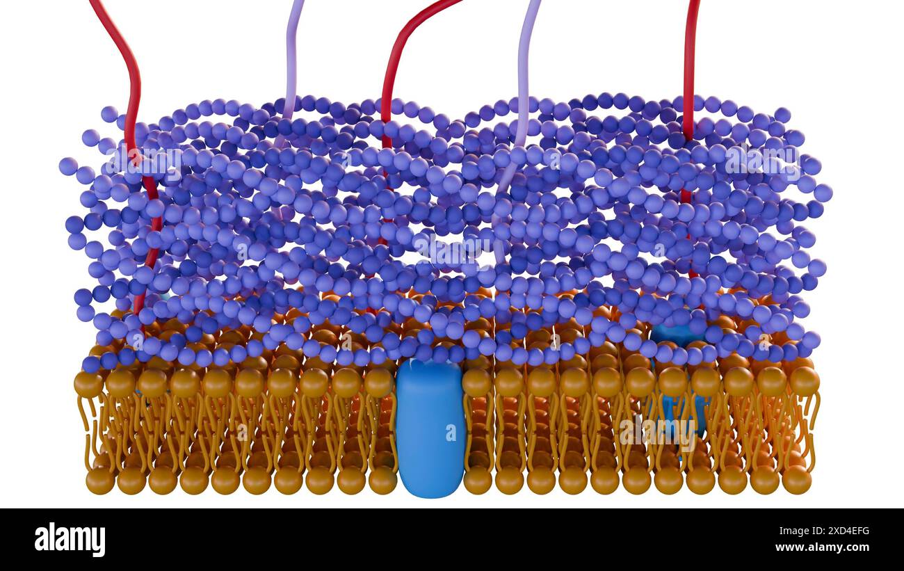 3d rendering of Gram positive bacteria have a thick peptidoglycan layer and no outer lipid membrane Stock Photo