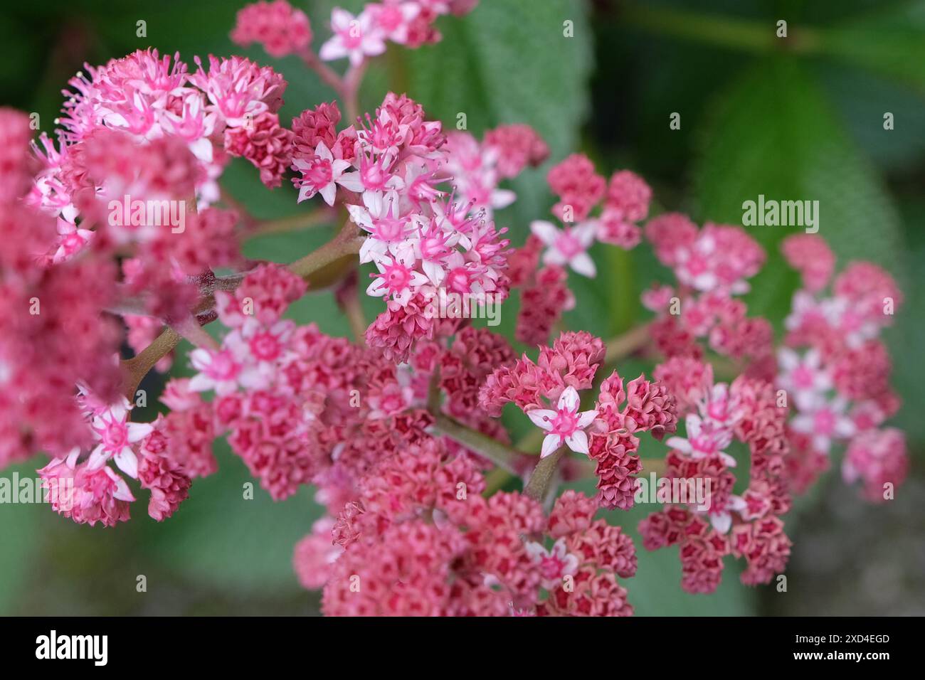 Pink Rodgersia pinnata, or fingerleaf rodgersia, ‘Buckland Beauty’ in flower. Stock Photo