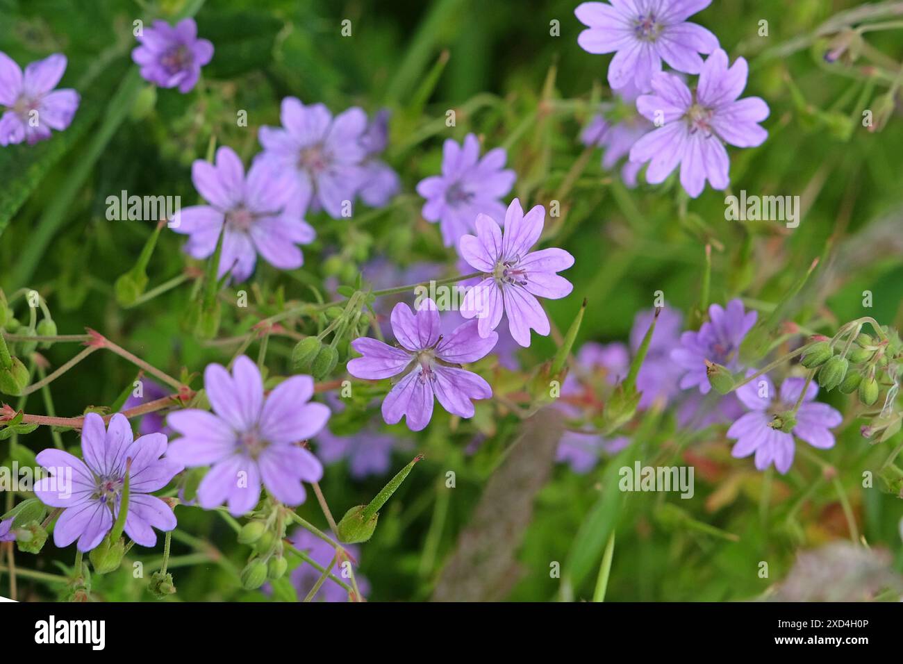 Purple Geranium pyrenaicum, hedgerow cranesbill, in flower. Stock Photo