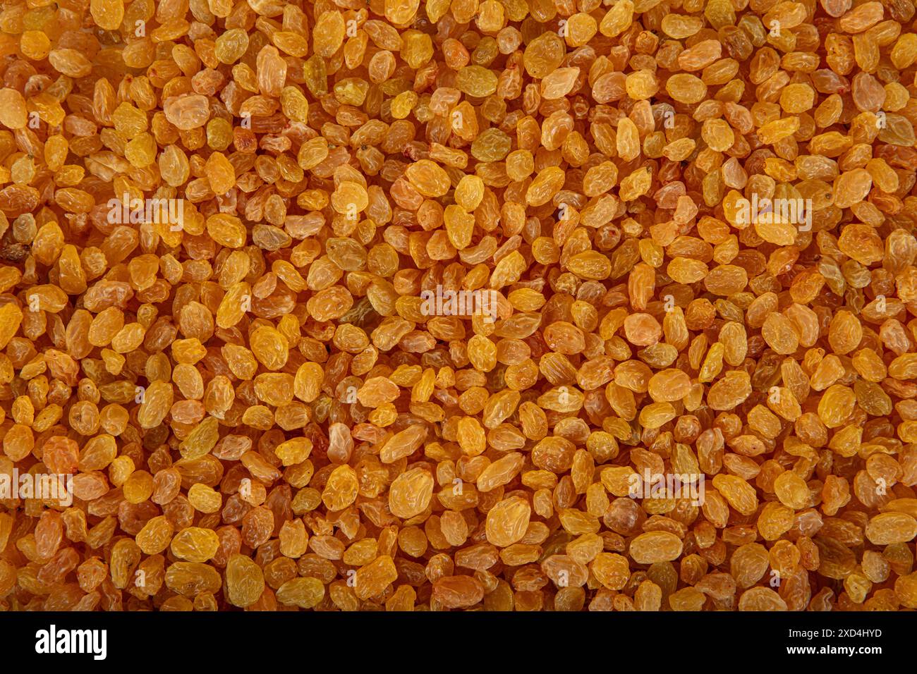 Cyan Dried Rasin Sultani raisins. Dried golden raisins background. Pile of dried yellow ...